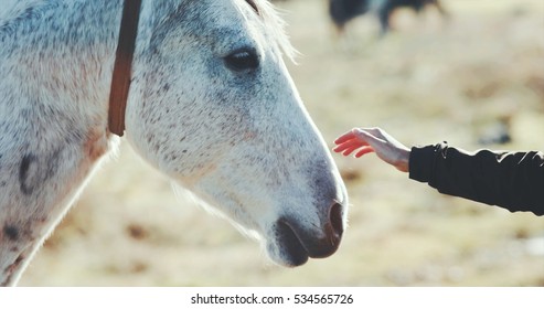 Woman Hand Petting White Horse Head Lifestyle Animal And People Friendship Travel Concept