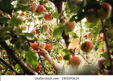 Woman Hand Picking An Apple
