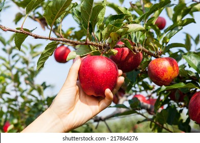 woman hand picking an apple - Shutterstock ID 217864276
