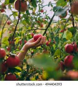 Woman Hand Picking An Apple