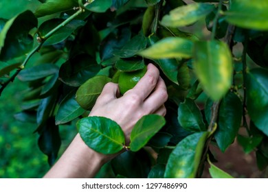 Woman Hand Picking Lemon On Lemon Tree