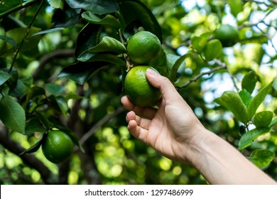 Woman hand picking lemon on lemon tree - Powered by Shutterstock