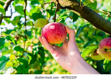 Woman Hand Picking Red Apple From A Tree In Summer