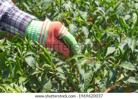 woman hand picking red chilli