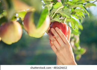 Woman Hand Picking A Red Ripe Apple