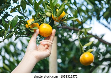 Woman Hand Picking An Ripe Orange On Tree