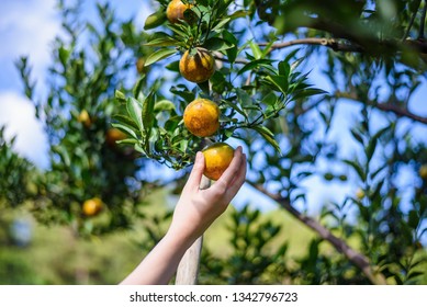 Woman Hand Picking An Ripe Orange On Tree 