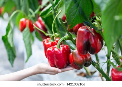 woman hand picking ripe red bell pepper plantation in farm garden