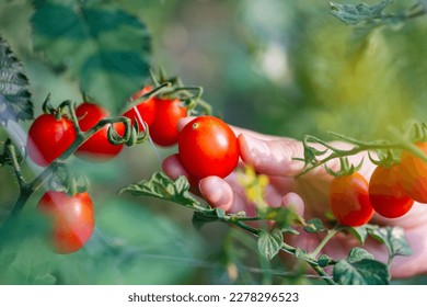 woman hand picking ripe red tomato in greenhouses farming - Powered by Shutterstock