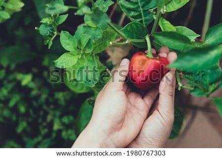 Woman hand picking ripe small red bell pepper in organic vegetable garden