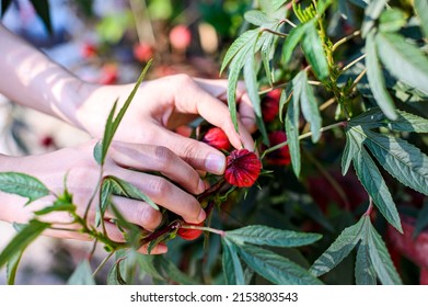 Woman Hand Picking Rosella Or Jamaican Sorel Fruit In Garden