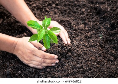 Woman Hand Planting Young Tree On Black Soil As Save World Concept In Vintage Color Tone