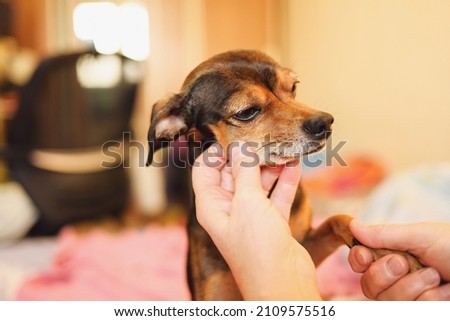 Woman hand playing with the dog at home.