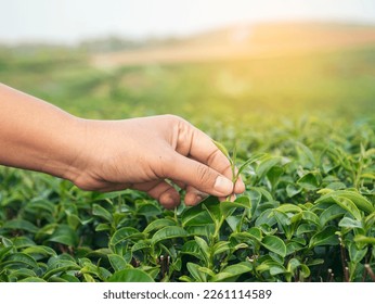 Woman hand plucking green tea tree picking bud young tender camellia sinensis leaves organic farm. Hand holding harvest plucking black green tea herbal agriculture. Woman work Black Tea farm harvest