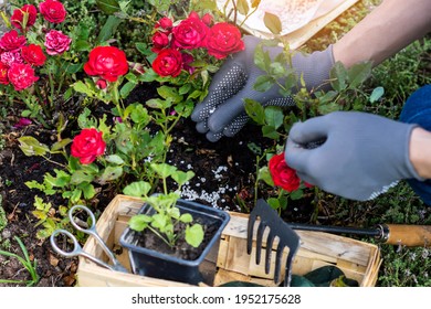 Woman hand in protective gloves is fertilizing bushes of red roses in the rockery, worker cares about flowers in the flower garden, floriculture and the flower planting concept