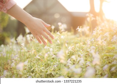 Woman hand running through meadow field with wilde flowers. Girl's hand touching wildflowers closeup. Health care concept. Rural field. Hand Skin care treatment, Alternative medicine. Environment 