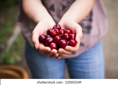 Woman hand showing fresh delicious cherry - Powered by Shutterstock