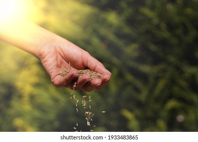 A Woman Hand Sowing Grass Seeds. Establishing A Lawn. Work In The Garden. 