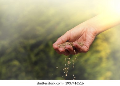 A Woman Hand Sowing Grass Seeds. Establishing A Lawn. Work In The Garden. 