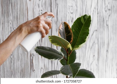 Woman hand spraying leaves of rubber tree plant with water. Taking care of indoor ficus elastica plant. Misting ficus at home. White plastic watering spray bottle in woman hand on wooden background. - Powered by Shutterstock