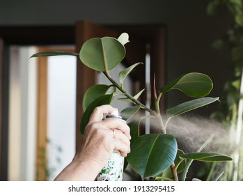 Woman hand sprays shine from a spray bottle to care for leaves of domestic plants. Rubber plant elastic ficus. Flower and plant growing.