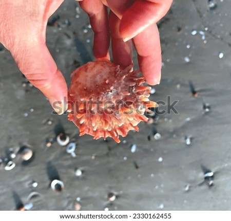 Woman Hand takes a  Sea shell on the seashore with sand. Selective focus. Nature.