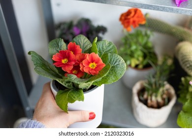 Woman hand taking a beautiful red primrose from a full blurred shelf. - Shutterstock ID 2120323016