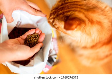 Woman Hand Taking Cat Food From Big Pack. Ginger Cat Sit Near.