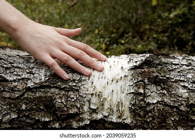 Woman Hand Touch Fallen Birch Tree Stock Photo 2039059235 Shutterstock