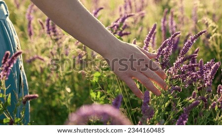 woman hand touches festive grass flowers meadow field, woman hand touch vacation, wildlife flowers sunset, vacation vacation rest day off, morning summer morning, holiday weekend vacation, forest