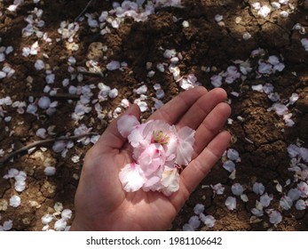 Woman hand touching almond blossoms tree flowers. Cherry tree with tender flowers. Amazing beginning of spring. Almond flower petals on the ground of a blossoming orchard