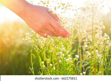Woman hand touching chamomile wildflowers closeup. Meadow field with wild flowers, Health care concept. Rural field. Hand Skin care treatment, Alternative medicine. Environment
