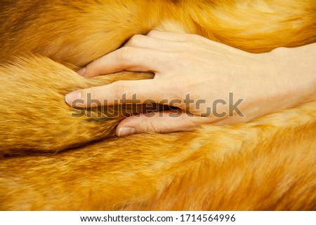woman hand touching the fur of red fox
