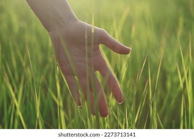 Woman hand touching grass, sunset nature fiels background - Powered by Shutterstock