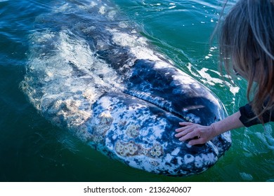 woman hand touching head of gray whale while whale watching tour in mexica baja California. Close up of whale's head. Petting whales unique experience. 