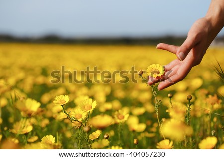 Woman hand touching yellow flowers in Cyprus.