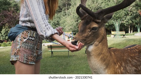 Woman Hand-feeding Deer At Family Petting Zoo. Male Sika Deer With Antlers Eating Food From Hand Of Young Unrecognizable Girl Traveler On Sunny Day In Summer Park. Spotted Deer Contact With People