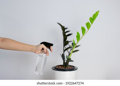 Woman Handle a spray bottle with Black ZZ Plant (Zamioculcas Zamifolia), plant put forth fresh leaves in white plastic pot, low water and easy to care for house plant, Rare Air Purifier tree.
