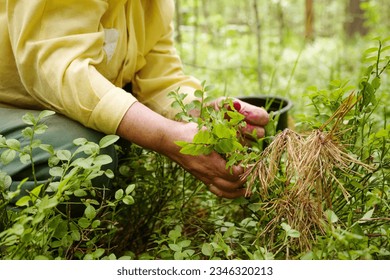 A woman, the hands of an aged woman on a summer day, collects blueberries in the forest in a black bucket. Blueberry harvest, hand picking seasonal wild berries - Powered by Shutterstock