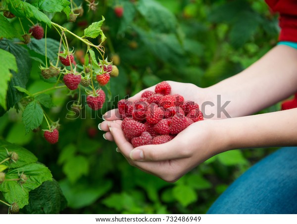 Woman hands with big red raspberries on background\
branch of raspberry 