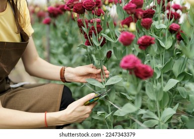 Woman hands close up picking red flowers in the green house. She cut flowers preparing a delivery - Powered by Shutterstock