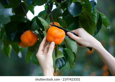 woman Hands cutting harvest Ripe Persimmons fruit hanging on  Persimmon tree 