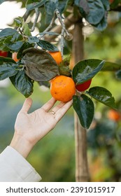 woman hands cutting picking ripe persimmons fruit hanging on tree in Dalat, Vietnam. Travel lifestyle concept