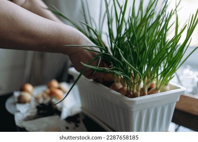 woman hands cutting spring onion cultivated in white plastic pot. Home gardening concept