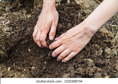 Woman Hands Digging Ground In Spring In Garden