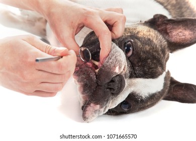 Woman Hands Examined Dog Tooth Canine With Dentist Miror Isolated On White Background