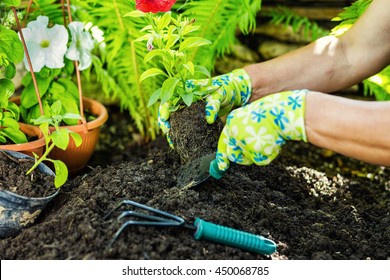 Woman hands florist working in greenhouse with gardening tools - Shutterstock ID 450068785