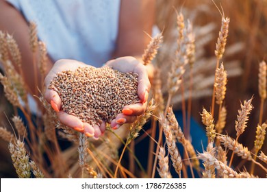 Woman hands full of ripe wheat seeds in cereal field ready for the harvest.
