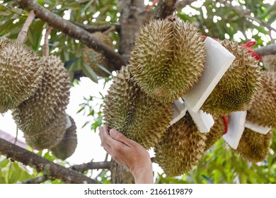 Nuttの写真素材 画像素材ポートフォリオ Shutterstock