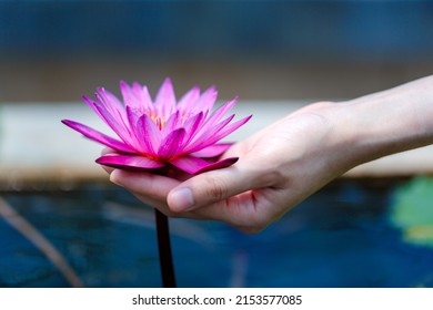 woman hands holding beautiful lotus flower 